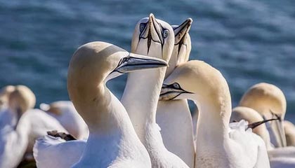 米兰体育APP网页版-VALORANT 职业选手竞技状态火热，valorant职业选手设置